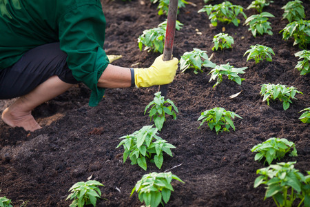 new life and environmental conservationの写真素材