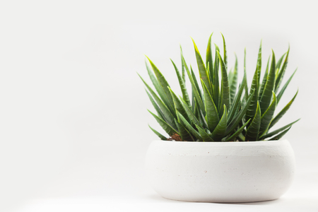 fake flower with vase on white backgroundの写真素材