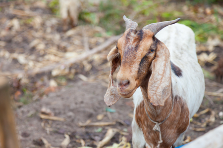 goat in farmの写真素材