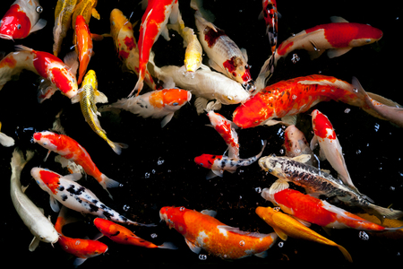 Fancy Carp  swimming in waterの写真素材