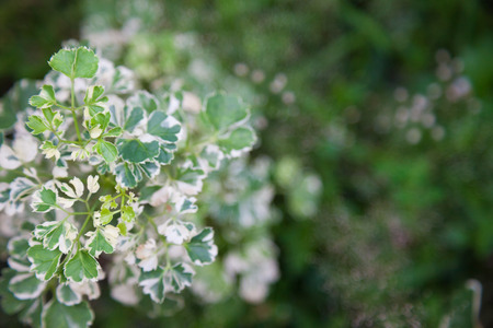leaf backgroundの写真素材