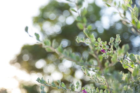 A fresh green leaves backgroundの写真素材