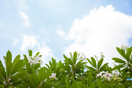 white flower of leaf nature and have sky was backgroundの写真素材