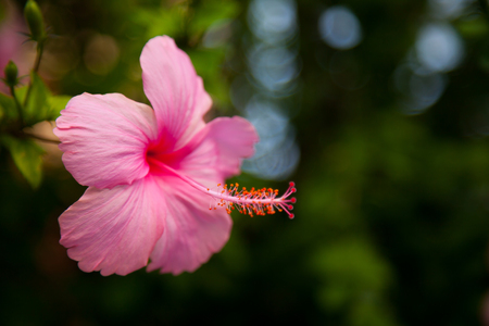 Hibiscus flowers on the trees and bright colors.の写真素材