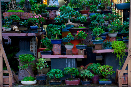 Bonsai trees were planted in pots. And was many sorted.の写真素材
