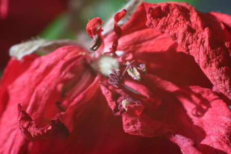 Macro zoom red petal in detailの写真素材