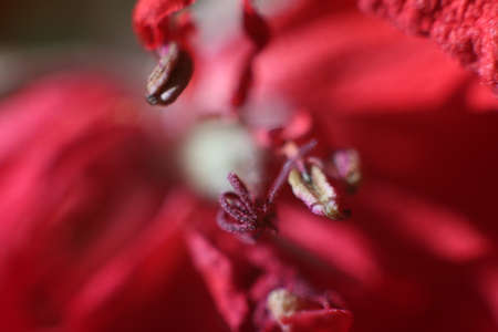 Macro zoom red petal in detailの写真素材