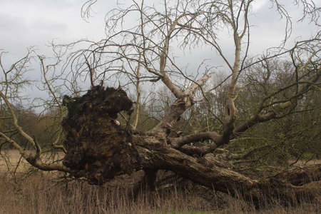 Tree fail down in the brown grass fieldの写真素材