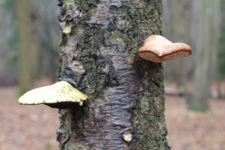 Tree trunk and two white mushroom