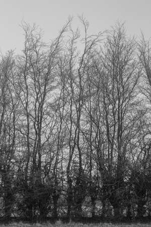 Forest branch treesの写真素材