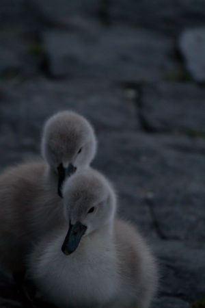 small cuddly young swans next to each otherの写真素材