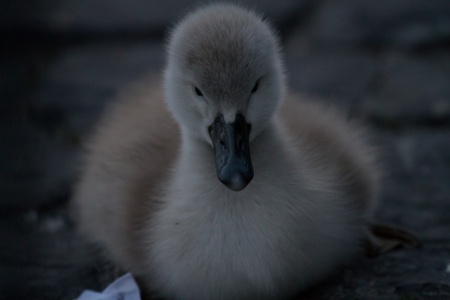 small cuddly young swanの写真素材