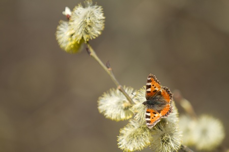 Small Tortoiseshell on a treeの写真素材