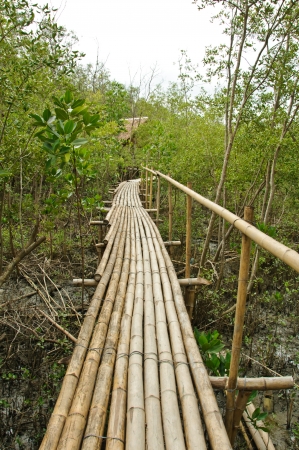 Bamboo walkway in Mangrove forest at Petchabuti, Thailandの写真素材