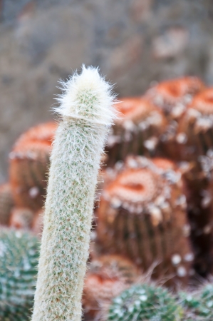 Cactus at the Pineview Nursery in Kalimpong, Sikkim, Indiaの写真素材