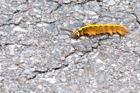 Yellow caterpillar on the concreteの写真素材