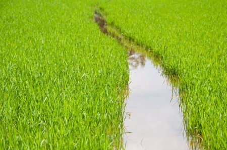 Rice farm in the water as backgroundの写真素材