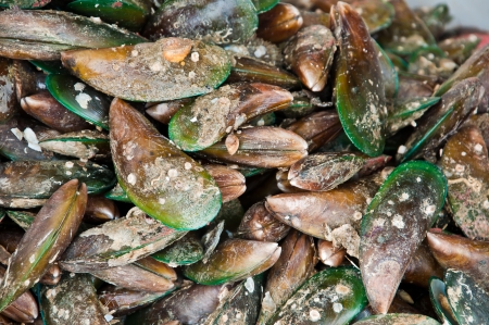 The group of Asian green mussel  Perna viridis  as backgroundの写真素材