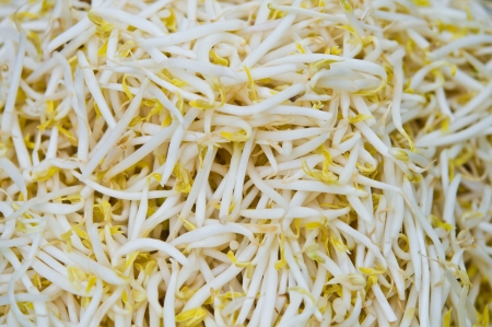 The group of bean sprouts as backgroundの写真素材