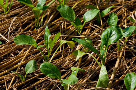 The small green vegetable on the straw as background