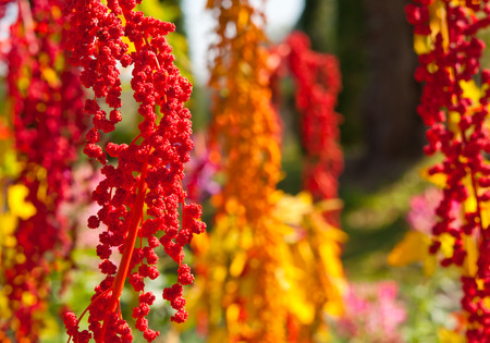 The colorful Chenopodium quinoa tree in the farm The colorful Chenopodium quinoa tree in the farm