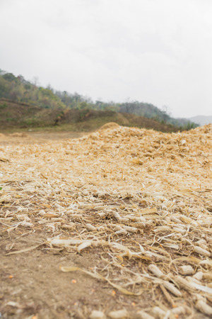 The group of dried corncobs after harvest in Thailandの写真素材