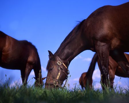 Horses grazingの写真素材
