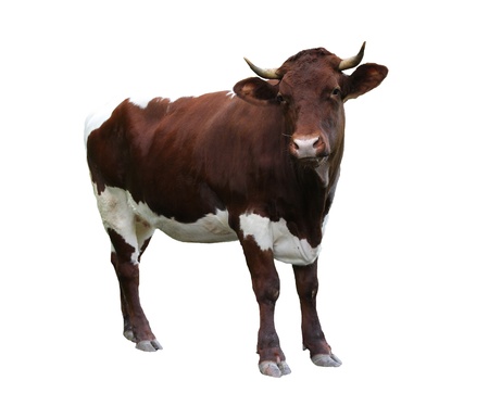 Cow over white background の写真素材