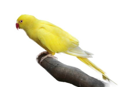 Yellow Parrot isolated on a white background 