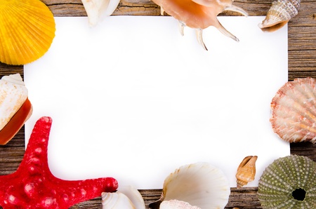 Sea shells on wooden background 