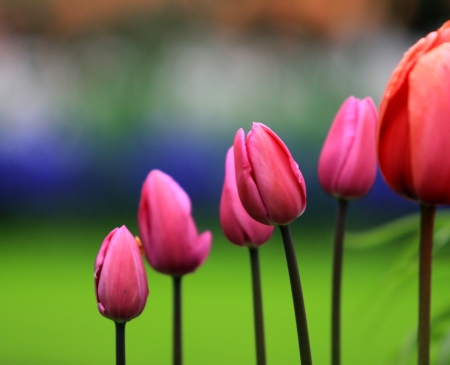 Colored tulipsの写真素材