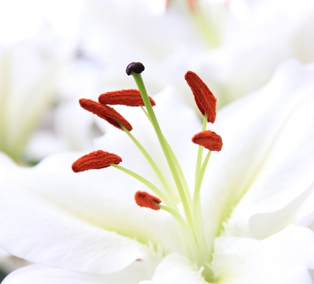 Lily flower close-up の写真素材