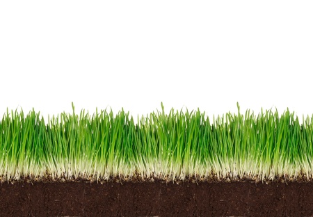 Green grass with clay over white の写真素材