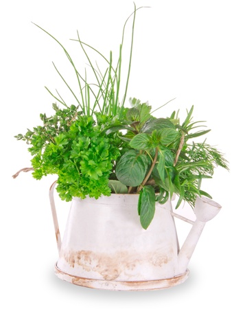 Fresh herbs on white backgroundの写真素材