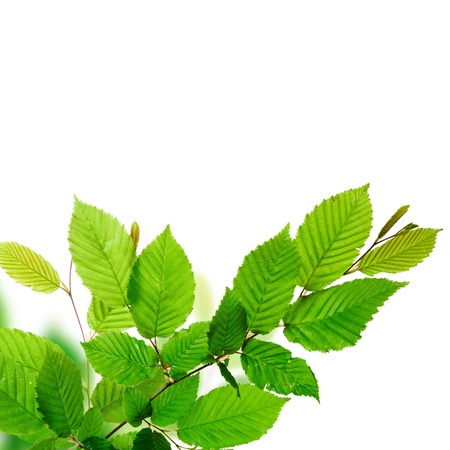 Fresh green leaves background texture