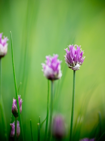 Chive herb flowers on beautiful bokeh backgroundの写真素材