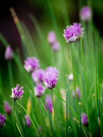 Chive herb flowers on beautiful bokeh backgroundの写真素材