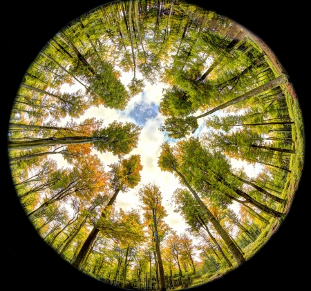 Autumn forest  Fish eye view