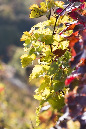 Wine grapes on a vine branch in morning sunlightの写真素材