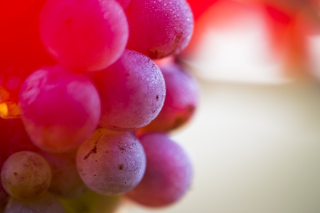 Wine grapes on a vine branch in morning sunlightの写真素材