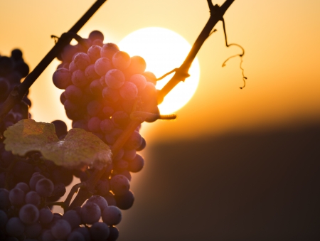 Wine grapes on a vine branch in morning sunlightの写真素材