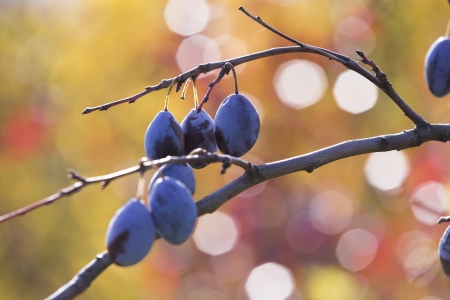 Ripe plums hanging from a tree during sunriseの写真素材