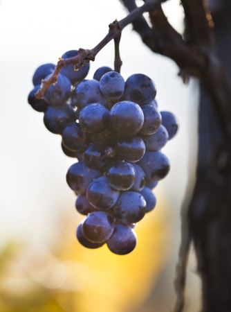 Wine grapes on a vine branch in morning sunlightの写真素材