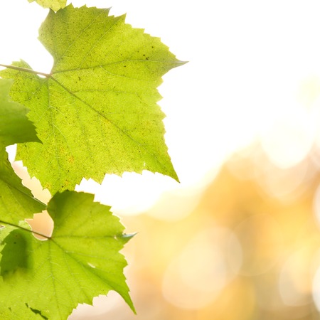 Wine branch in morning sunlight 