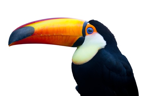 Toucan bird over whiteの写真素材