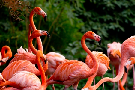 American or Caribbean Flamingo portraitの写真素材