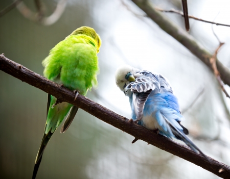 Cute Little Budgie Bird close-up
