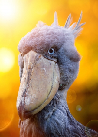 Shoebill, Abu Markub  Balaeniceps rex の写真素材