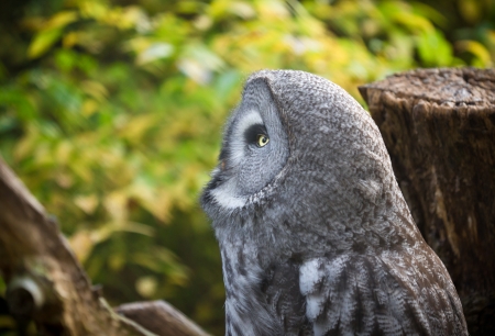 Short-eared Owl   Close-up portrait  