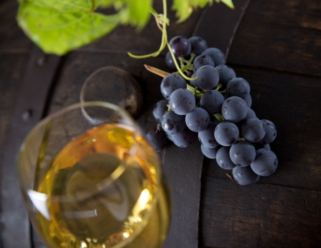 Wine grapesの写真素材